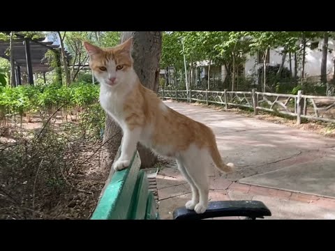 This funny cat came to be petted