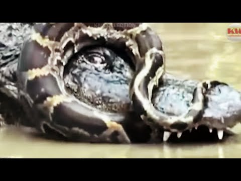 Time Snakes Messed With The Wrong Opponent, Animals fights