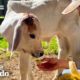 Tiny Calf Wouldn’t Eat On His Own Until Rescuers Introduced Him To Someone Just Like Him | The Dodo