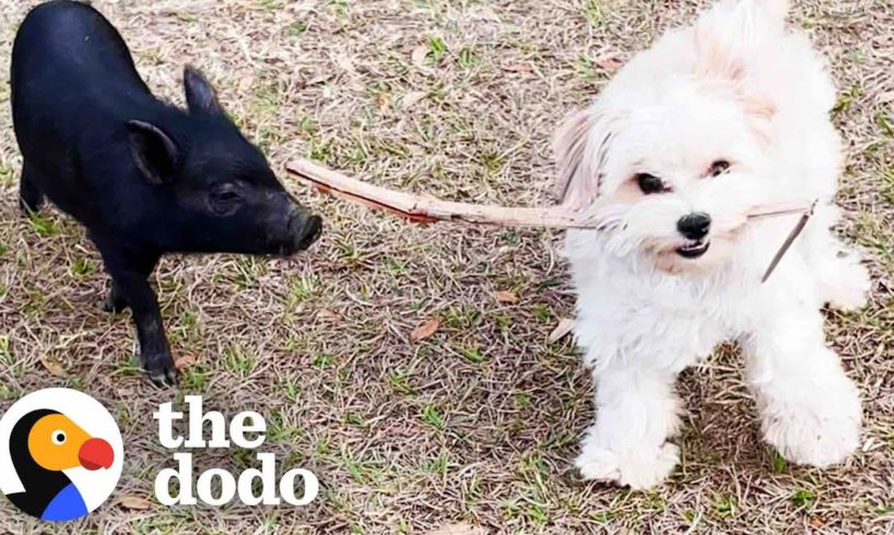 Tiny Rescue Piglet Thinks The Dog Is Her Sibling | The Dodo Little But Fierce