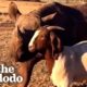 Tiny Rhino Jumps For Joy When She Meets Her First Friend | The Dodo Odd Couples