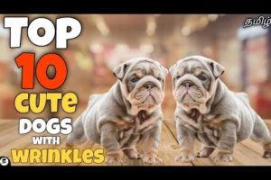 Top 10 cutest dogs with wrinkles | adorable | family dogs | funny 😂