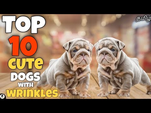 Top 10 cutest dogs with wrinkles | adorable | family dogs | funny 😂