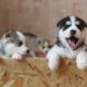 Top 11 Cute Puppies Video Compilation 2022 || Cute Dogs || Cute Puppies ||Cutest Dogs|| Cute Pet Dog