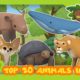 Top 20 Most Popular Animals from Season Two in 2021! Part 2! | Leo the Wildlife Ranger