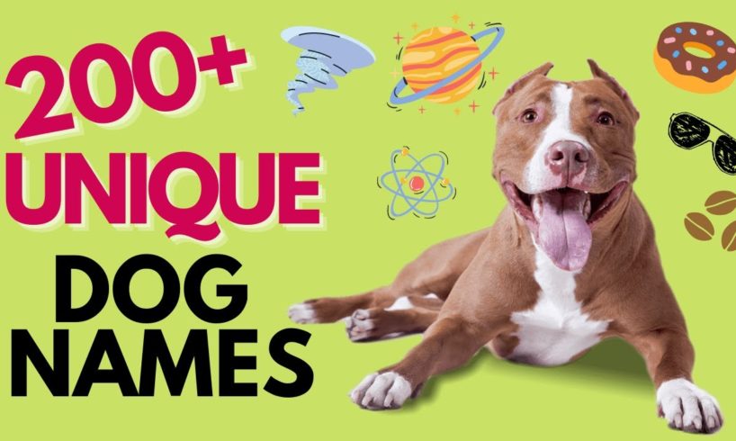 Top 200+ UNIQUE Dog Names – Unisex