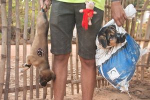 Top 4 Puppy Rescue !! Feeding street puppy and very hungry dogs most delicious food