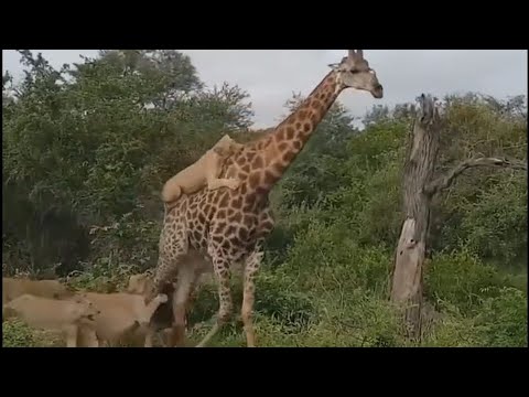 Top animal fights