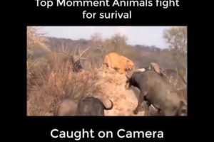 Top momments wild animal fights for survival caught on camera