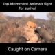 Top momments wild animal fights for survival caught on camera