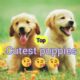 |Top two cutest puppies|Pet lovers|