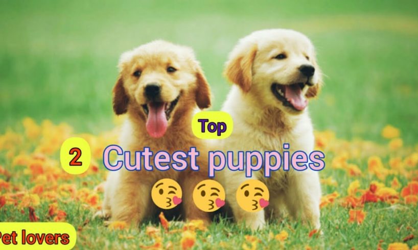 |Top two cutest puppies|Pet lovers|