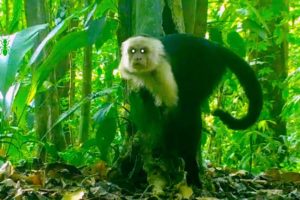 Trail Cam Video Footage 7 Weeks of Jungle Animals ~ Monkeys and Friends