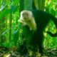 Trail Cam Video Footage 7 Weeks of Jungle Animals ~ Monkeys and Friends