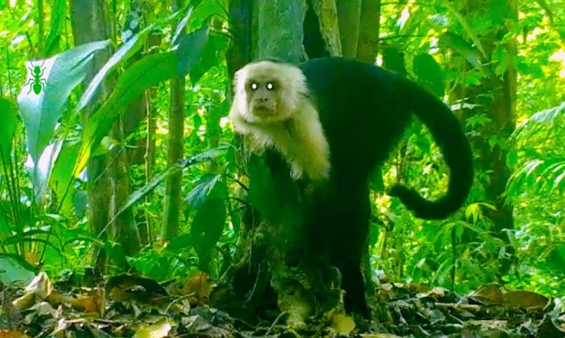 Trail Cam Video Footage 7 Weeks of Jungle Animals ~ Monkeys and Friends