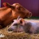 Vaca bebé adopta un cerdito huérfano | El Dodo