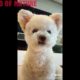 Videos Compilation cutest moment of the animals-Cutest Puppies-Cute baby animals from tiktok