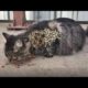 WOW ! ! Poor CAT RESCUED Just in Time! Feeding Abandoned Stray Cat And Animal Rescue