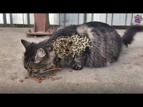 WOW ! ! Poor CAT RESCUED Just in Time! Feeding Abandoned Stray Cat And Animal Rescue