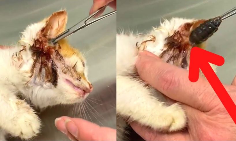 Warble Pulled Out From Inside A Kitten's Head