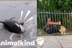 Watch six heroic animal rescues caught on camera | Humankind