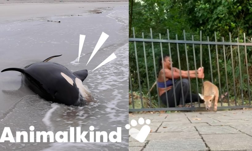 Watch six heroic animal rescues caught on camera | Humankind