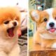 Watch this video till the end to see what these adorable Puppies are up to😍😋😘| Cute Puppies