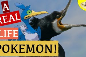 What Real Animal is Cramorant the Pokemon ? | Cramorant's Gulp Missile | Animals in Pop Culture