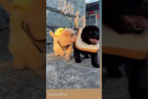 What dogs have the cutest puppies? #shorts #funny #tiktok #viral #fun #instagram #dog #youtubeshorts