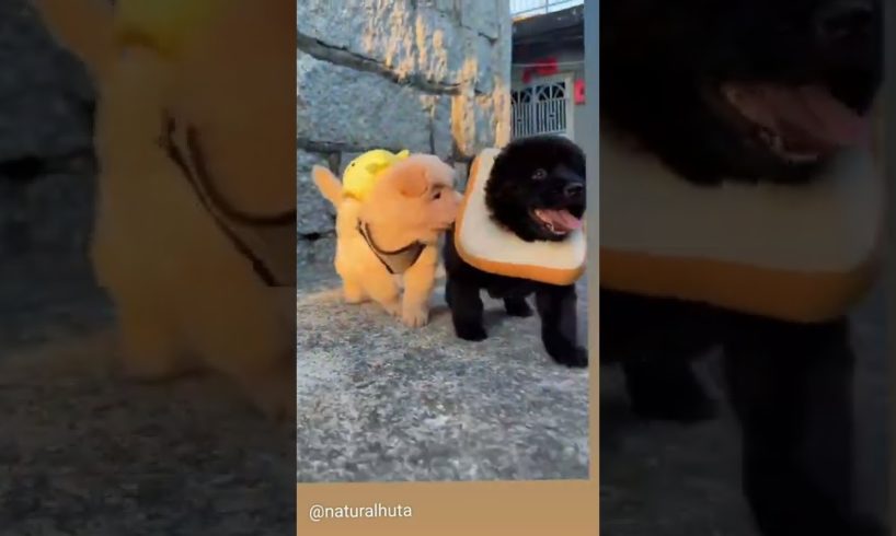 What dogs have the cutest puppies? #shorts #funny #tiktok #viral #fun #instagram #dog #youtubeshorts