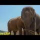 Wild Animal Fights to the Death| Wild Animal |Animals video | Animal Fights | Creative Click