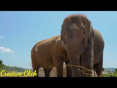 Wild Animal Fights to the Death| Wild Animal |Animals video | Animal Fights | Creative Click