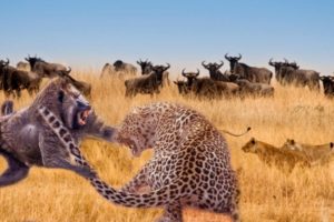 Wild Life , Animal Battles And Craziest Animal Fights