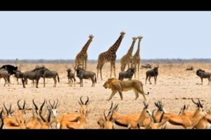 Wildlife Video | Animals Video | Best Animals compilation | Forest Animals Video | Wild Animals