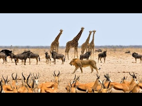Wildlife Video | Animals Video | Best Animals compilation | Forest Animals Video | Wild Animals