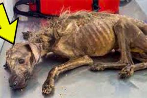 Woman Rescues Starving Dog Left to Die on Streets