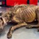 Woman Rescues Starving Dog Left to Die on Streets