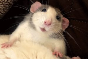 Woman brings home a rat and discovers he's just like a puppy