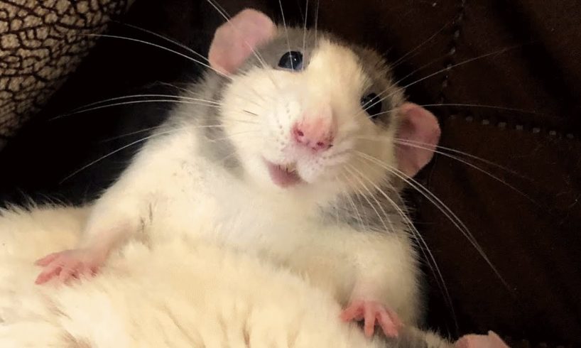 Woman brings home a rat and discovers he's just like a puppy
