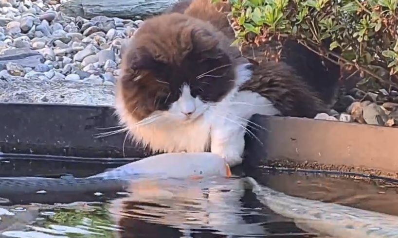 World's Most Gentle Cat (Cute Friendship Between Animals)