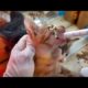 Wowww ! ! Poor CAT RESCUED Just in Time! Treating Abandoned Stray Cat And Animal Rescue