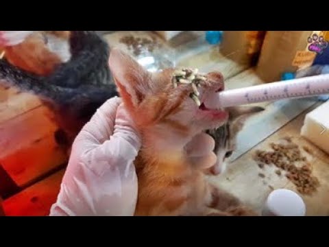 Wowww ! ! Poor CAT RESCUED Just in Time! Treating Abandoned Stray Cat And Animal Rescue