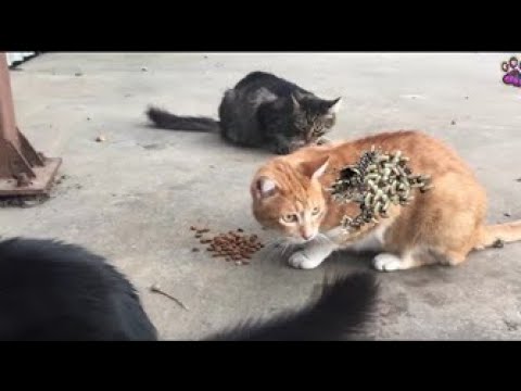 Wowww ! ! Stray Cat RESCUED Just in Time! Feeding Abandoned Stray Cat And Animal Rescue Video 2022