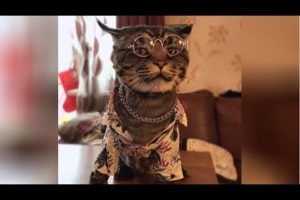 YOU will LAUGH for DAYS after WATCHING this HILARIOUS ANIMALS