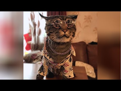 YOU will LAUGH for DAYS after WATCHING this HILARIOUS ANIMALS