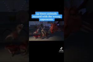 animal fights