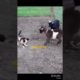 animal fights new funny video #shot