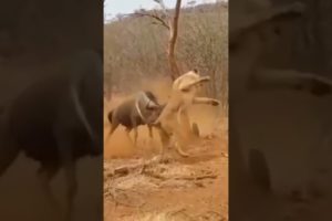 animal fights video#shorts #trending #comedy