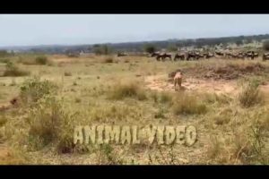 animal video.animal fights to the death||animal fights to the death in the wild.