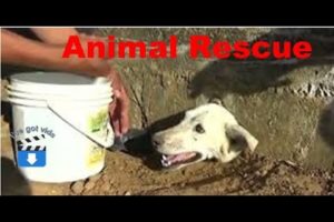 ✅awesome animal rescues compilation🔥🔥🔥|| 2018 ||😻😻😻😻😻🐂 🐄 🐎 🐖